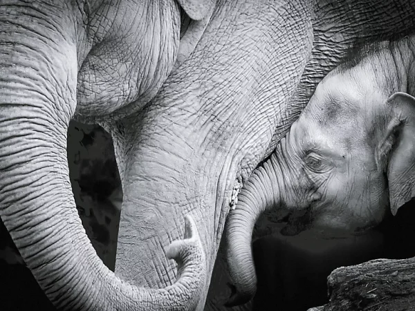 Castorama Affiche éléphants Noir Et Blanc 60 X 80 Cm 1