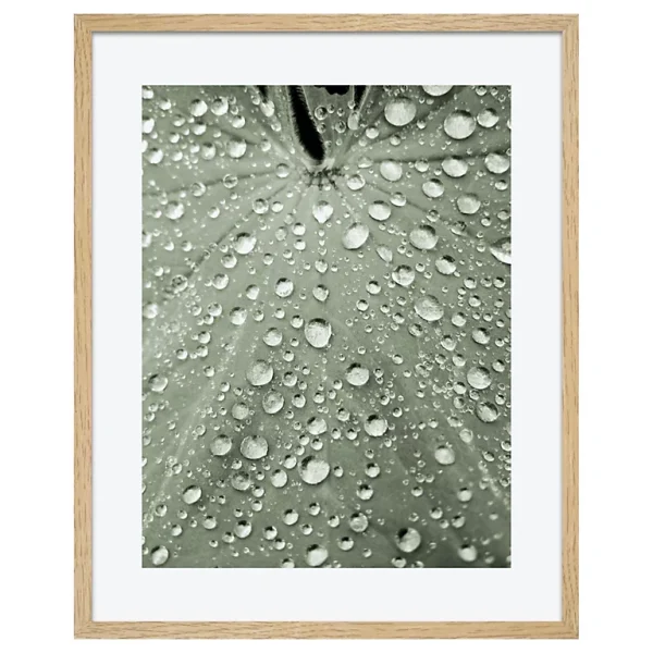 Castorama Toile Botanica Palm 40 X 50 1