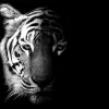 Castorama Toile Imprimée Tigre 60 X 90 Cm 5