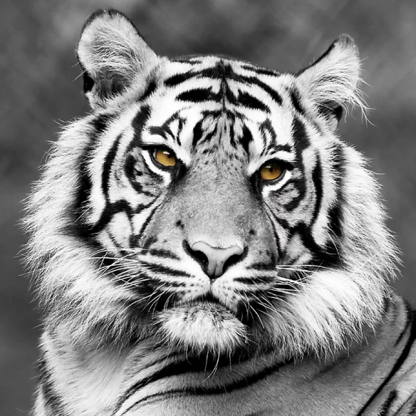 Castorama Toile Tête De Tigre Blanc 65 X 65 Cm 1