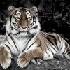 Castorama Toile Tigre 65 X 97 Cm 7